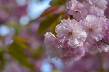 Renkli bokeh arka plan üzerinde Sakura çiçeği dalı