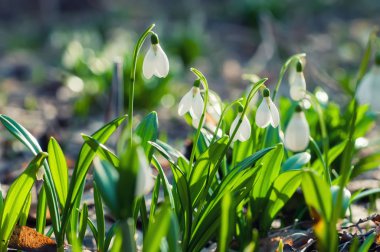 Güneşli bahar ormandaki güzel kardelen