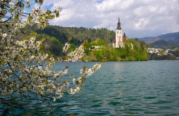 Cherry blossom branch over water of Bled lake — Stock Photo, Image