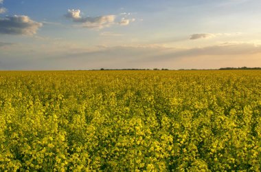 Kolza tohumu alan bahar akşamları, doğal görünümünü. Bahar afiş