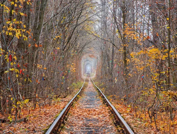 Tunnel of Love at late autumn. Klevan, Ukraine