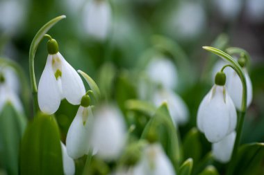 İlkbahar ormanlarında ilk güzel çiçekler.