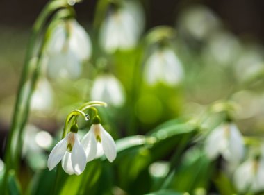 İlkbahar ormanlarında ilk güzel çiçekler.