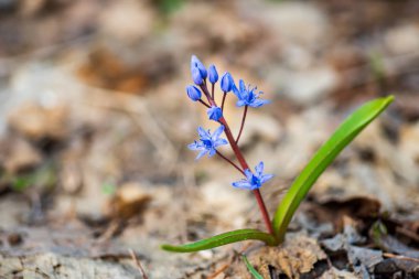 Güneşli bahar ormanlarında kuru yaprakların üzerinde mavi cırcır böceği
