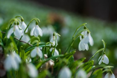 İlkbahar ormanlarında ilk güzel çiçekler.