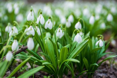 Bahar ormanlarında kar damlası halısı Galanthus plikasyonu