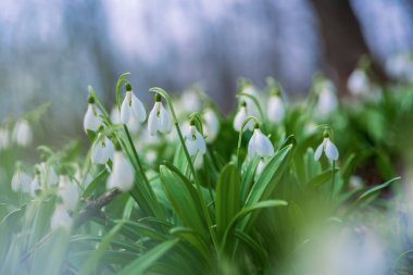 Bahar ormanlarında bahar kartanesi çiçekleri bulanık arka planda