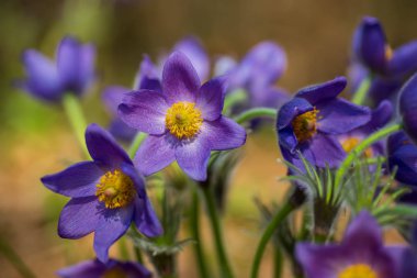 Güneşli bahar ormanında Pasque veya anemone çiçekleri