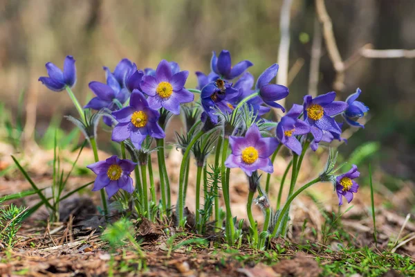 Pasque- oder Anemonenblüten im sonnigen Frühlingswald — Stockfoto