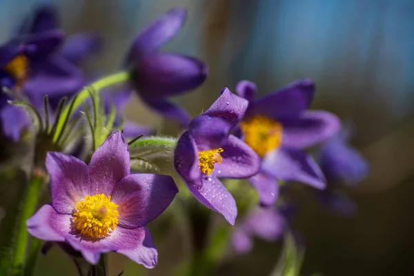 Pasque ou anêmona flores na floresta ensolarada primavera — Fotografia de Stock