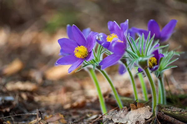 Pasque- oder Anemonenblüten im sonnigen Frühlingswald — Stockfoto