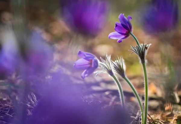 阳光明媚的春天森林中的帕斯克或葵花 — 图库照片
