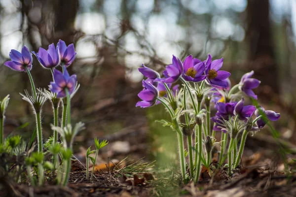 Pasque- oder Anemonenblüten im sonnigen Frühlingswald — Stockfoto