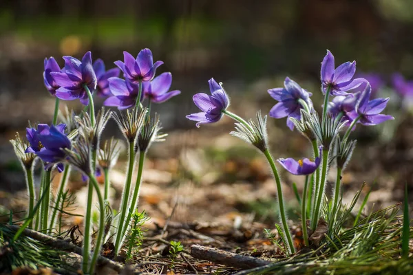 Pasque- oder Anemonenblüten im sonnigen Frühlingswald — Stockfoto