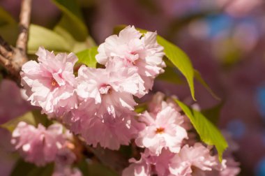Pembe sakura veya güneşli bahar günü şubesine kiraz çiçeği