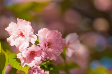 Renkli bokeh arka planda güneşli bahar gününde pembe sakura veya kiraz çiçeği dalı