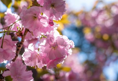 Renkli bokeh arka planda güneşli bir bahar gününde şaşırtıcı pembe sakura ya da kiraz çiçeği dalı