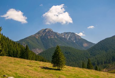 Arkasında dağlar olan güzel Chocholowska Ormanı, Tatra Dağları, güneşli bahar gününde Polonya