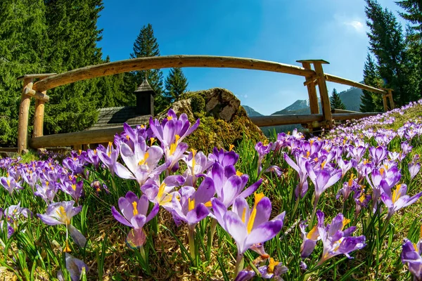 Hermosa Pradera Con Azafrán Púrpura Famosa Polana Chocholowska Montañas Tatra — Foto de Stock