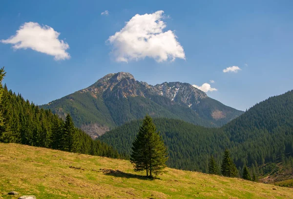 Arkasında Dağlar Olan Güzel Chocholowska Ormanı Tatra Dağları Güneşli Bahar — Stok fotoğraf