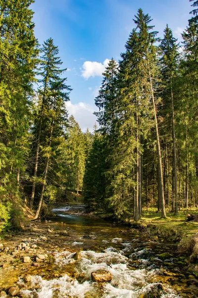 Rapid Creek Magas Fenyőfák Koscieliska Völgyében Tátrában Híres Zakopane Síközpont — Stock Fotó