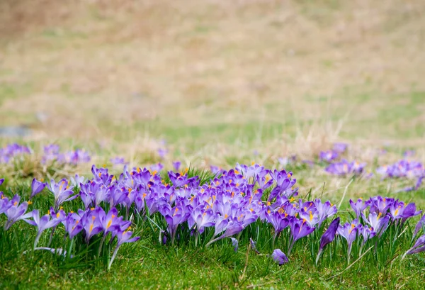 Fleurs de crocus violet fleurissant sur prairie de printemps — Photo