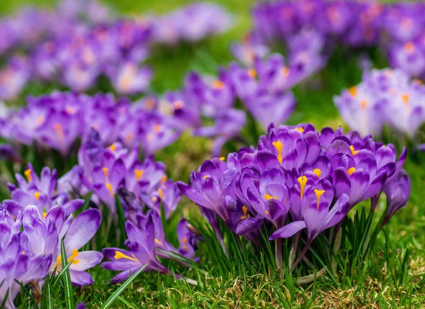 Purple crocus flowers blooming on spring meadow — Stock Photo, Image