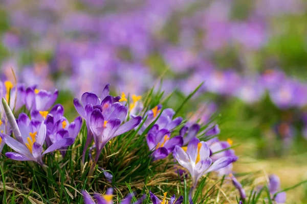 Purple crocus flowers blooming on spring meadow — Stock Photo, Image