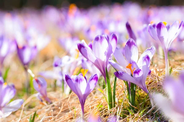 Flores de croco roxo florescendo no prado da primavera — Fotografia de Stock