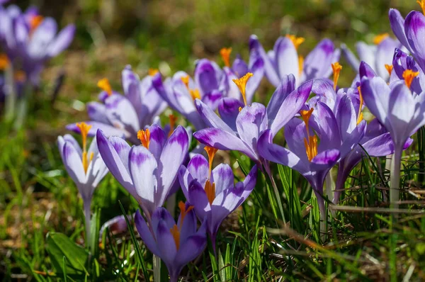 Lila Krokusblüten blühen auf der Frühlingswiese — Stockfoto