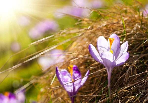 Delicate fragile crocuses in hay at sunny spring meadow — Stock Photo, Image
