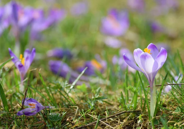 Magenta crocus flower blossoms at springtime — Stock Photo, Image