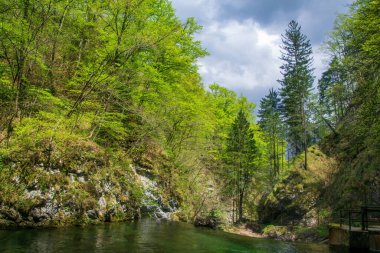 Vintgar vadisi, doğanın güzelliği, içinden Radovna nehri akan, Triglav Ulusal Parkı, Slovenya. Vintgar Gorge ünlü Bled Lake yakınlarında popüler bir turistik merkezdir.