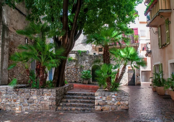 Palmbomen Een Klein Plein Oude Binnenstad Van Antibes Côte Azur — Stockfoto