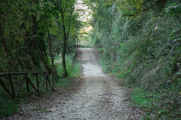 川の銀行に沿って林道 — ストック写真