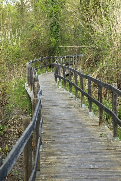 Trail of loopbrug in het moeras — Stockfoto