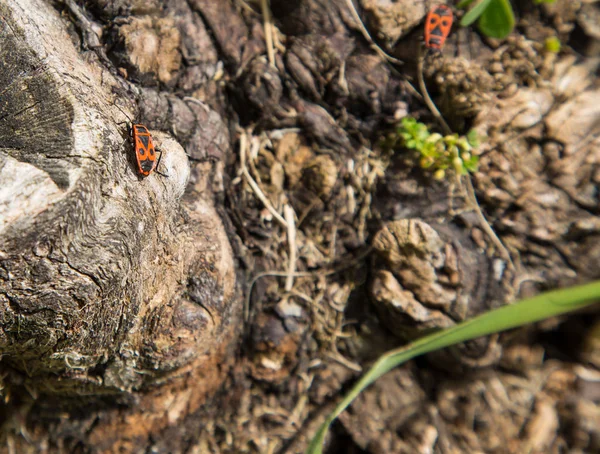 Firebug anexado a um tronco de árvore — Fotografia de Stock