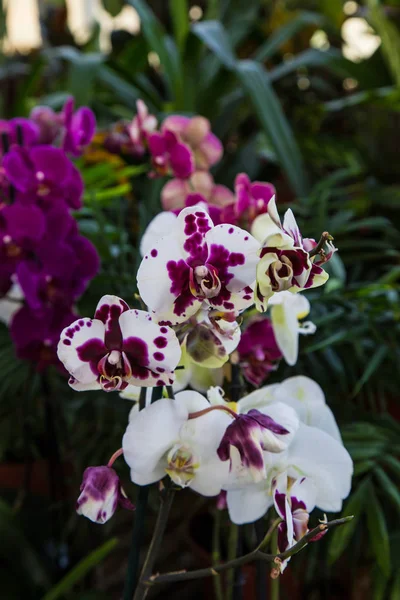 Orquídea Phalenopsis roxa e branca — Fotografia de Stock