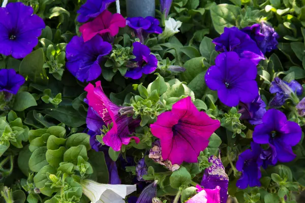 Цветы петунии белого, фиолетового и синего цвета — стоковое фото