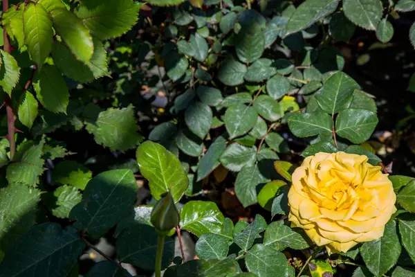 Rosa amarilla flor — Foto de Stock