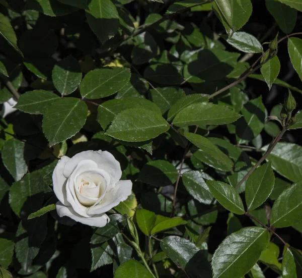 Rosa blanca flor — Foto de Stock