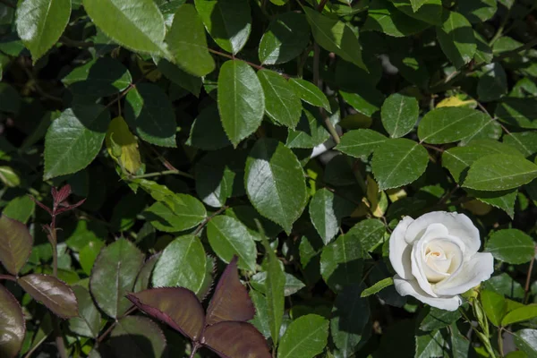 Rosa blanca flor — Foto de Stock