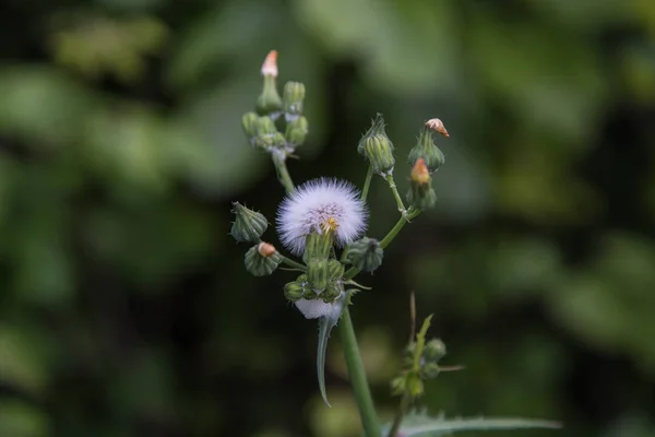 Taraxacum officinale flower — Stock Photo, Image