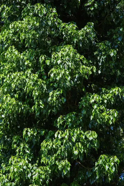 Efeu klammert sich an einen Baum — Stockfoto