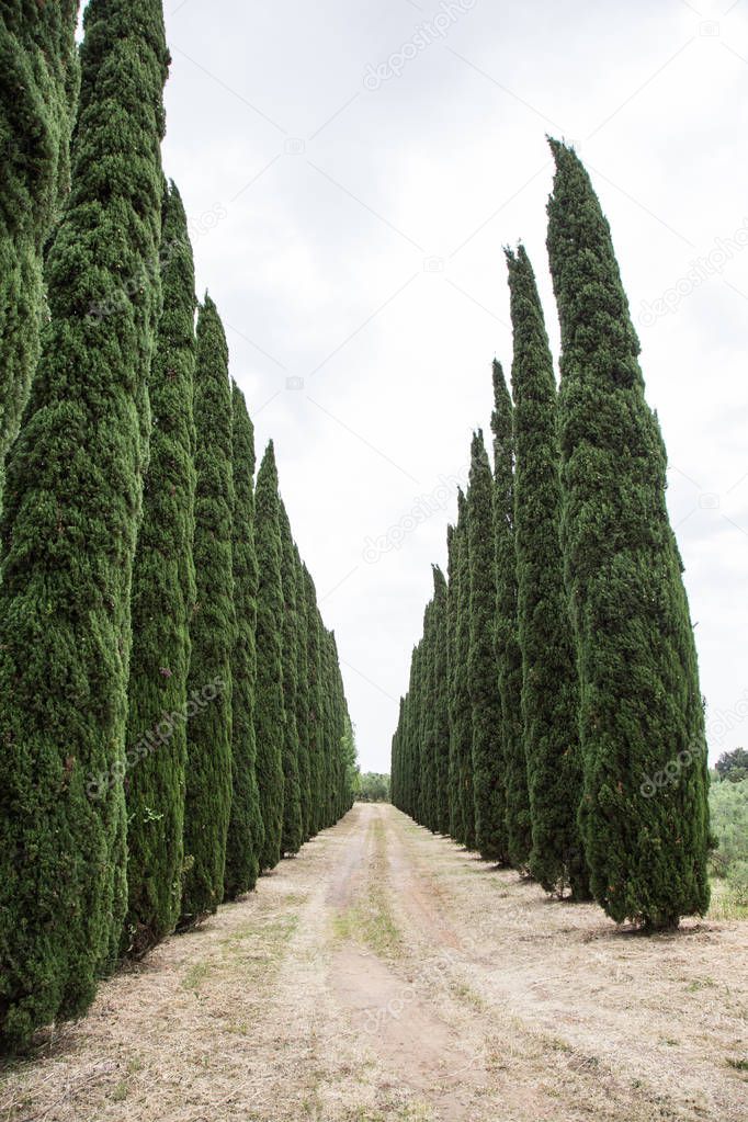 Lined with cypress trees lined up
