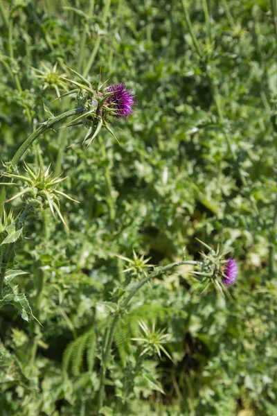 Acanthoides Carduus, φωτογραφήθηκε από κοντά — Φωτογραφία Αρχείου