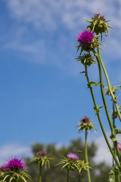 Carduus acanthoides, photographed up close — Stock Photo, Image