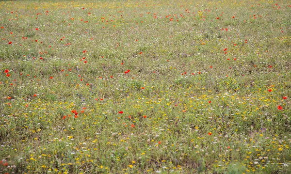 Trawnik, Czerwone maki i stokrotki — Zdjęcie stockowe