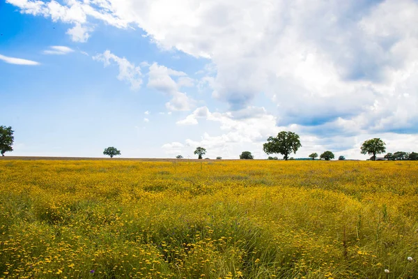 Flowery meadow of yellow daisies with trees in the background