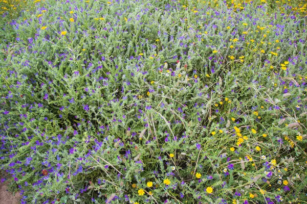 Weide in bloei met gele madeliefjes en liverworts — Stockfoto